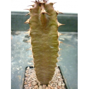 Euphorbia canariensis rf. 270322 1