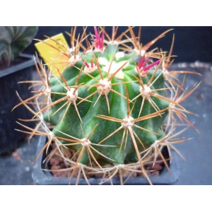 Ferocactus schwarzii rf. 040422 1
