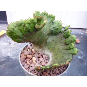 Euphorbia leucodendron crestada  rf. 090622 1
