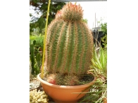 Ferrocactus staniesii v.plouss