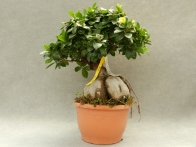 Ficus ginseng 1500gr