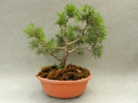 Pinus silvestris 6 años