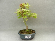 Acer palmatum deshojo 9 años
