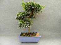 Podocarpus 12 años