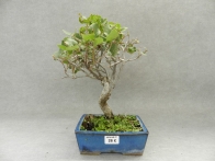 Quercus Suber 6 años