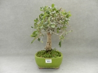 Quercus suber 8 años