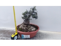 a.olivo. olea sylvestris.2