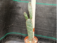 Opuntia cv. cobra rf. 111222-1