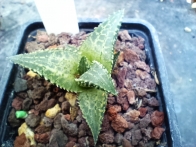 Haworthia tessellata cv. Neat rf. 080123