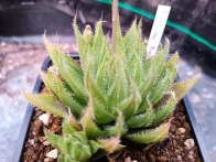 haworthia translucens . Krom River rf. 040323