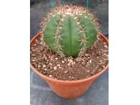 Melocactus matanzanus rf. 2805234