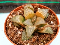 Haworthia selecciòn EV rf. 240224
