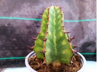 Euphorbia grandialata m-13 rf. 250224