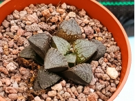 Haworthia seleccion EV  m-8.5 rf. 250224