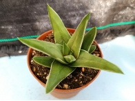 Haworthia selecciòn EV  m-8.5 rf. 270224