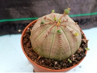 Euphorbia obesa m-8.5 rf. 020324