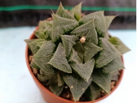 Haworthia Rosalinda m-8.5 rf. 020324
