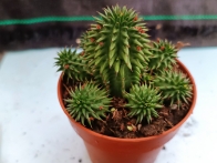 Euphorbia Susannae m-8.5 rf. 020324