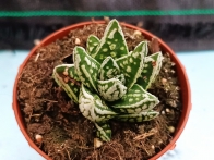 Haworthia selecciòn EV-2 m-8.5 rf. 020324