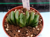 Haworthia selecciòn EV-3 m-8.5 rf. 020324