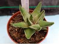 Haworthia selecciòn EV-4 m-8.5 rf. 020324