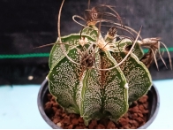 Astrophytum capricorne m-8.5 rf. 020324