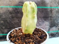 Lophocereus schottii monstruoso m-13 rf. 030324