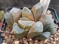 Haworthia springbokvlakensis x truncata x mahuganii x emelyae rf. 100324