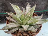 Haworthia retusa cv. grey ghost rf. 190324