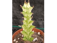 Euphorbia trigona mint cream m-8.5 rf. 190324