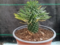 Euphorbia Sotetsu-kirin m-13 rf. 190324