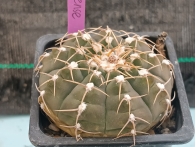 Gymnocalycium Riojense m- 7x7 rf. 230324