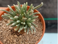 Avonia quinaria ssp. alstonii m-5.5 rf. 230324