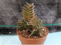 Haworthia viscosa var. asperiuscula m-8.5 rf. 290324