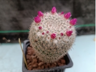 Mammillaria albata San Ciro m- 7x7 rf. 290324