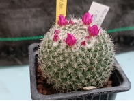 Mammillaria albata San Ciro - 2  m-7x7 rf. 290324