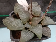 Haworthia springbokvlakensis  ( de semilla ) m-7x7 rf. 290324