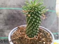 Euphorbia Sotetsu-kirin m-13 rf. 070424