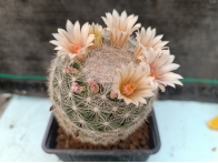Mammillaria candida m-9x9 rf. 070424