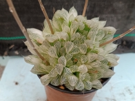 Haworthia cooperi filifera variegata rf. 070424