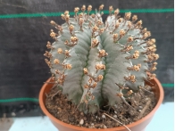 Euphorbia horrida "snowflake" m-13 rf. 270424