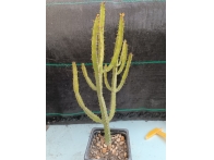 Euphorbia debilispina m- 7x7 rf. 270424