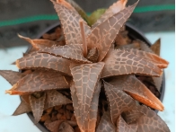Haworthia venosa ssp. parva m-8.5 rf. 270424