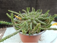 Euphorbia Gorgonis m-13 rf. 270424