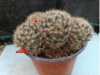 Mammillaria prolifera m-13 rf. 160624