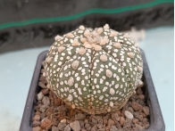 Astrophytum asterias SK m-7x7 rf. 160624