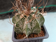 Astrophytum capricorne m-7x7 rf. 160624