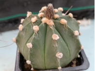Astrophytum hibrido m- 7x7 rf. 160624