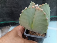 Astrophytum myriostigma cuatricostatum m-7x7 rf. 160624