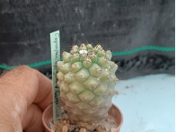 Copiapoa hypogaea v. barquitensis rf. 160624